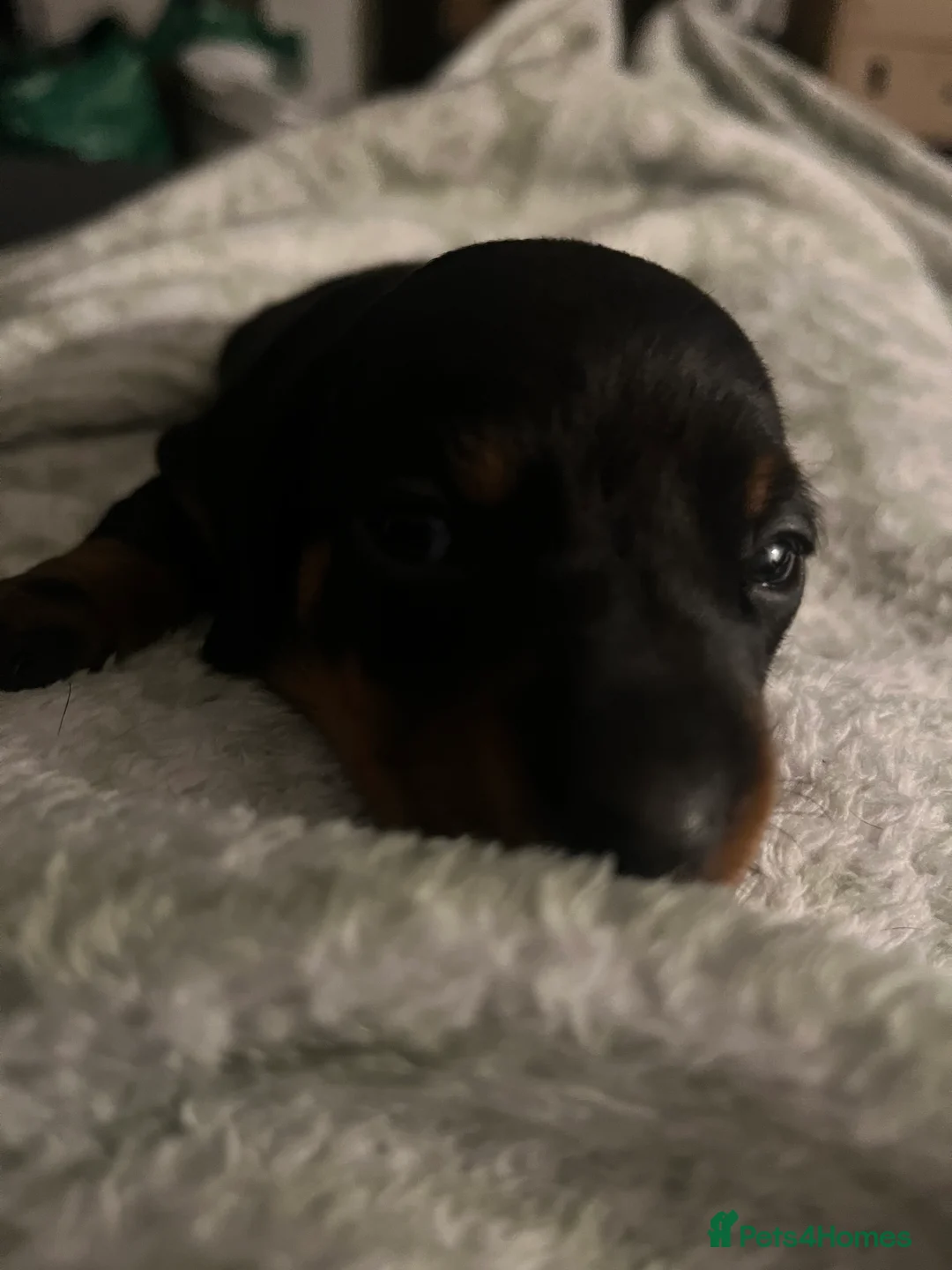 Dachshund dogs for sale: 🐾 Beautiful Dachshund Puppies Available 🐾 - Advert 8