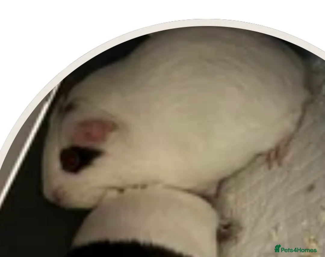 Guinea Pig rodents for sale: Female guinea pig - Advert 1