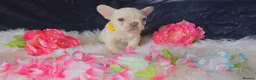 French Bulldog dogs for sale: 🐶💜 KC Registered French Bulldog Puppies - Advert 5