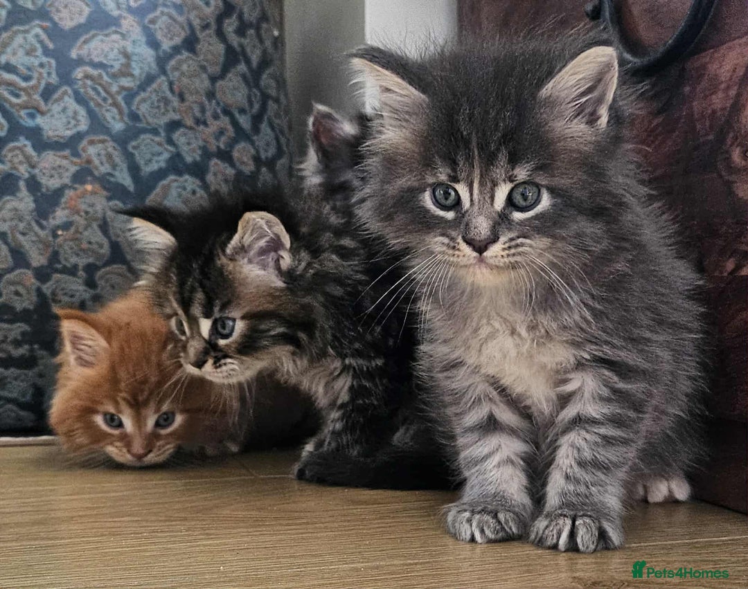 Maine Coon cats for sale: Champion Line Maine Coons –Rare, Fluffy, Gorgeous! - Image 4