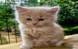 Ragcoon cats for sale: Ragdol x Main Coon  - Image 3