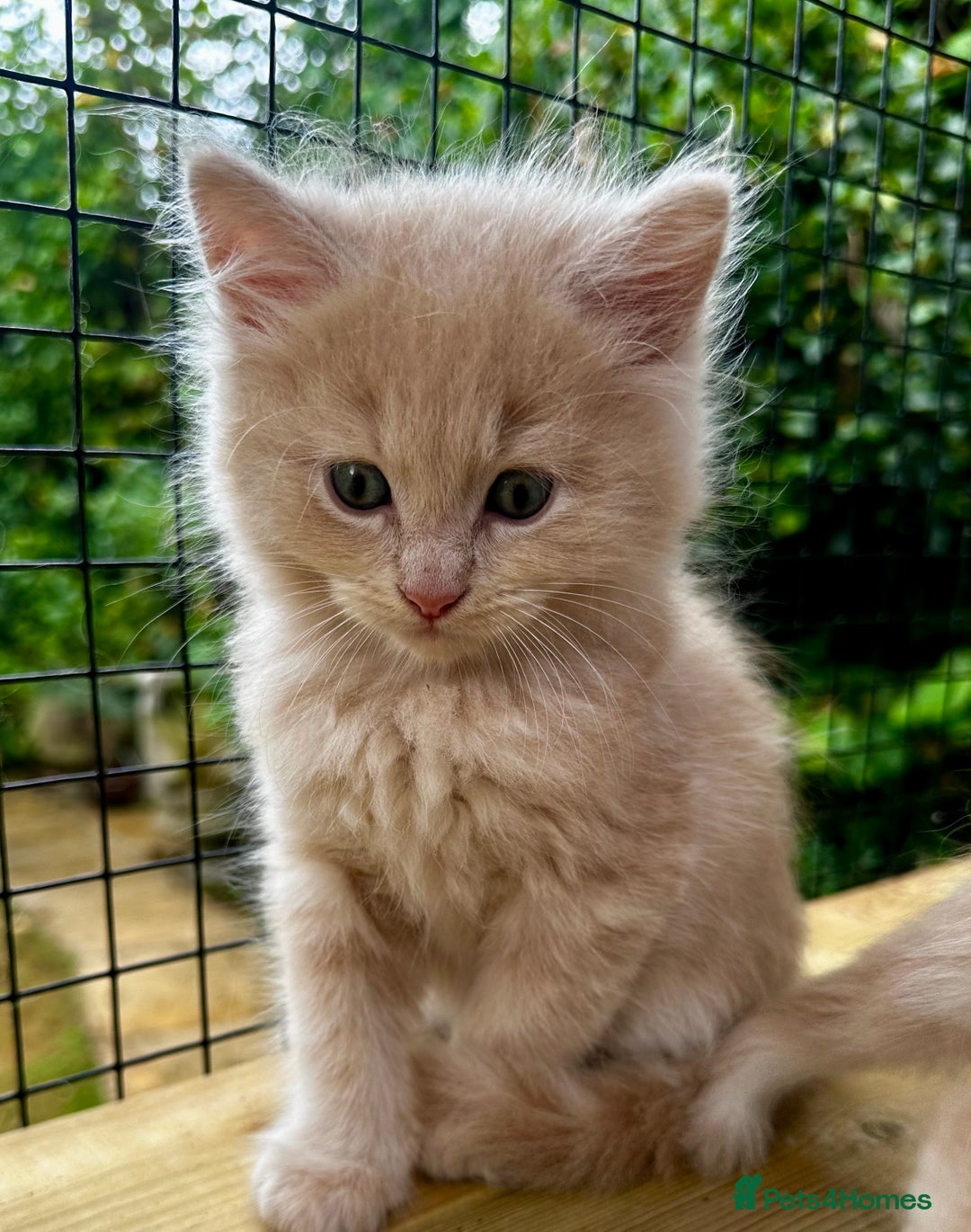 Ragcoon cats for sale: Ragdol x Main Coon  - Image 3