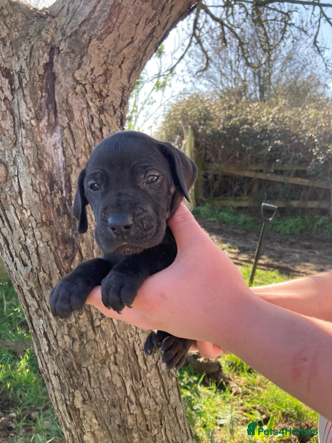Great Dane dogs for sale: Great Dane puppies - Advert 4