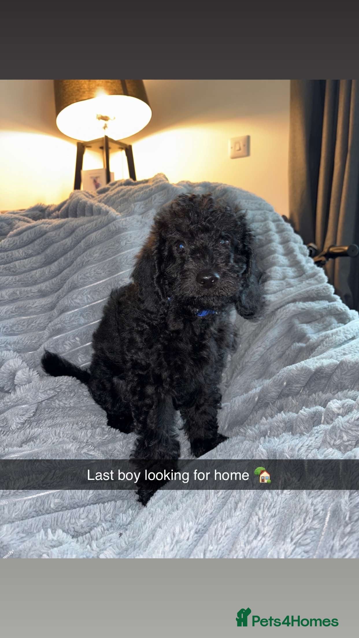 Labradoodle dogs 5* F1B Mini Labradoodles 1 LEFT READY TO LEAVE NOW - Advert 5