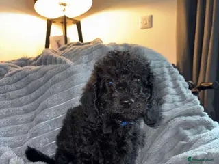 Labradoodle dogs 5* F1B Mini Labradoodles 1 LEFT READY TO LEAVE NOW - Advert 4