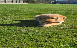 Labrador Retriever dogs for sale: *Beautiful cream labradoodle pups* - Image 8
