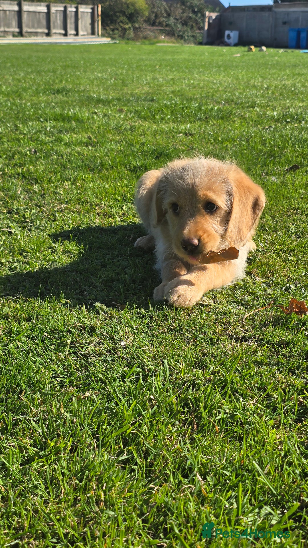 Labrador Retriever dogs for sale: *Beautiful cream labradoodle pups* - Image 8