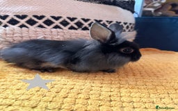Lionhead rabbits for sale: Lionhead Babies for Sale  - Image 25