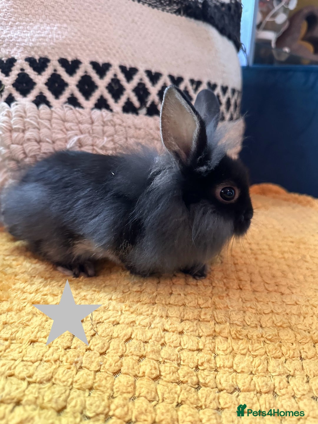 Lionhead rabbits for sale: Lionhead Babies for Sale  - Image 25