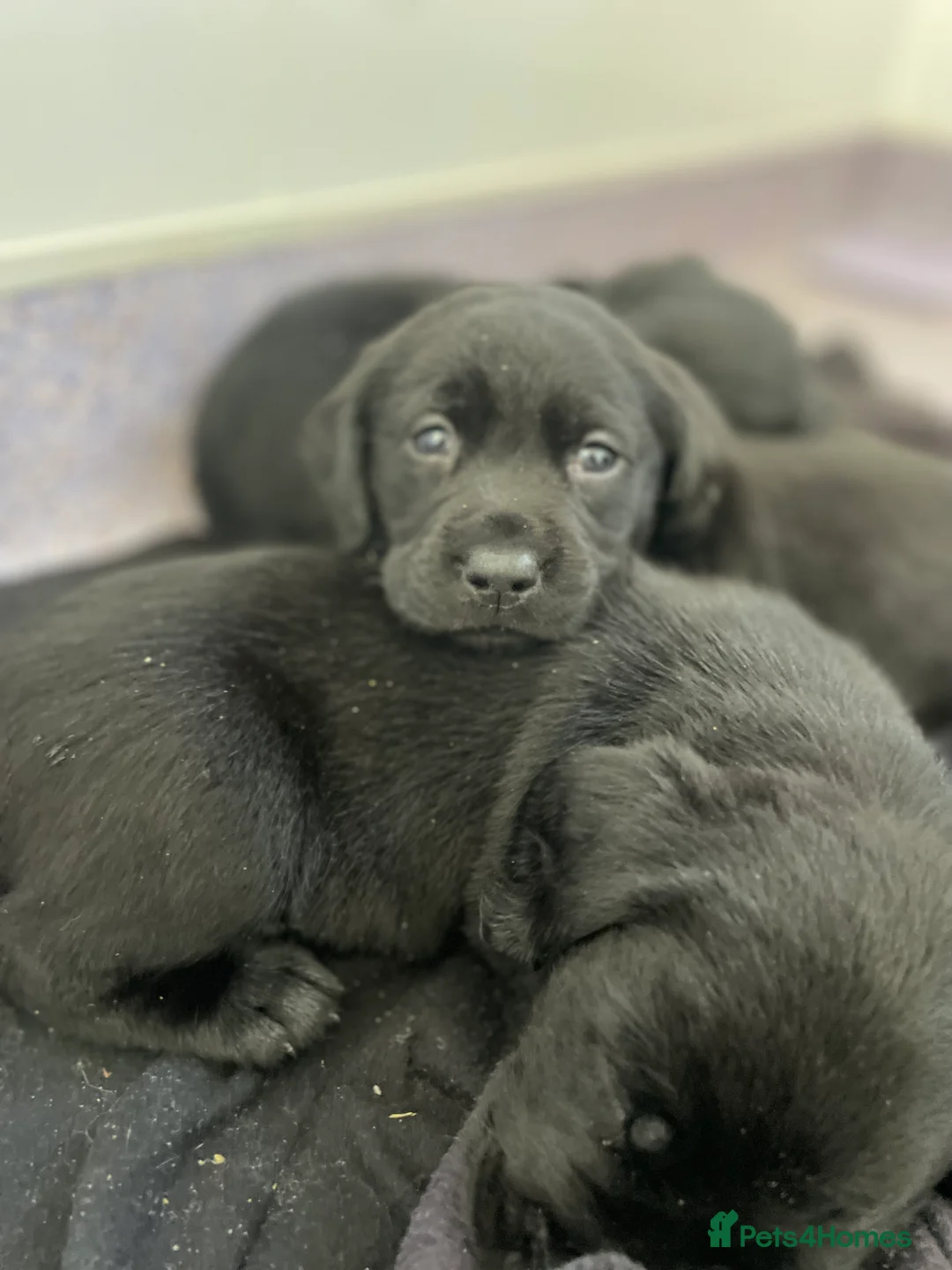 Labrador Retriever dogs for sale: Labrador puppies - Advert 3