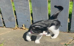 Mixed Breed cats for sale: Luna for rehoming - Image 3