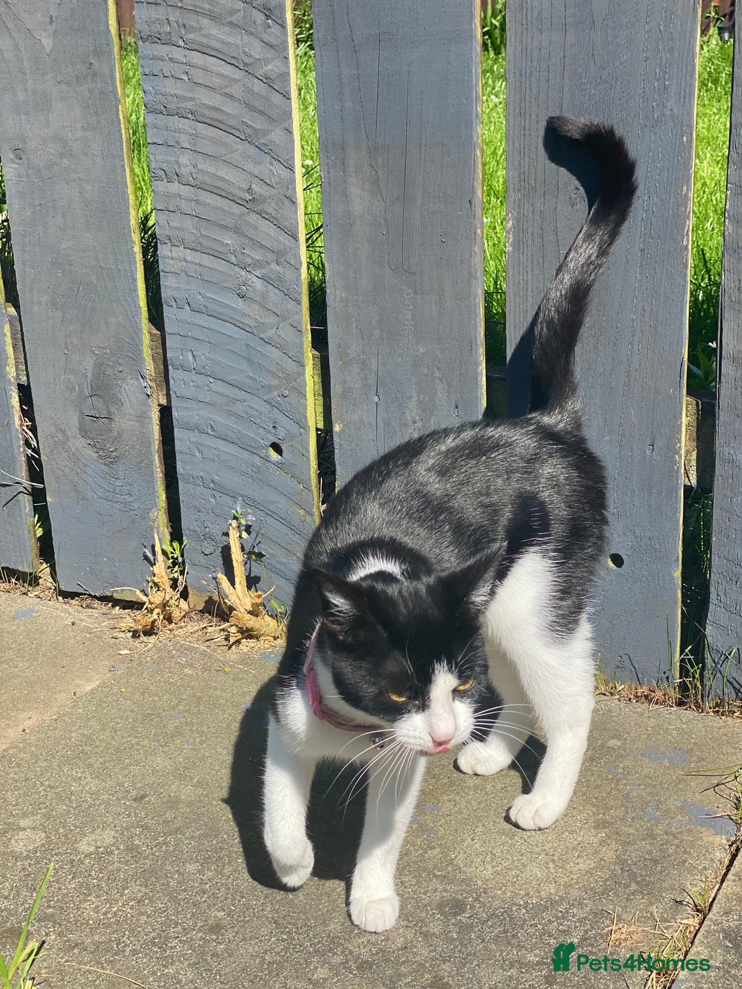 Mixed Breed cats for sale: Luna for rehoming - Image 3