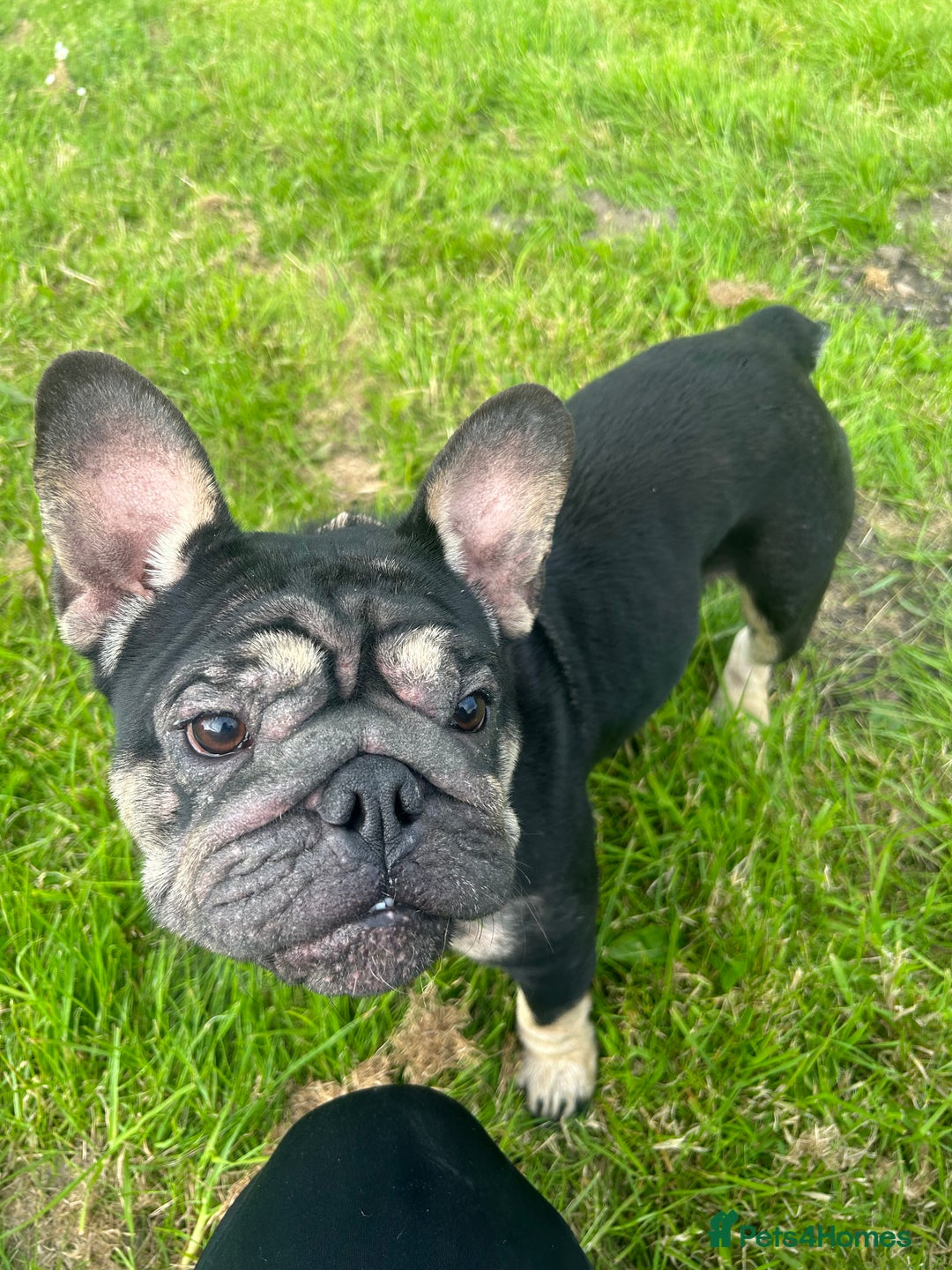 French Bulldog dogs for sale: Looking for a loving home  in Stoke-on-Trent - Image 2