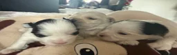 Morkie dogs for sale: Mini Morkies - Advert 4