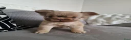 French Bulldog dogs for sale: Beautiful Fluffy French Bulldog 💕 - Advert 5