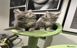 Maine Coon cats for sale: Stunning Mainecoon Kittens - Image 20