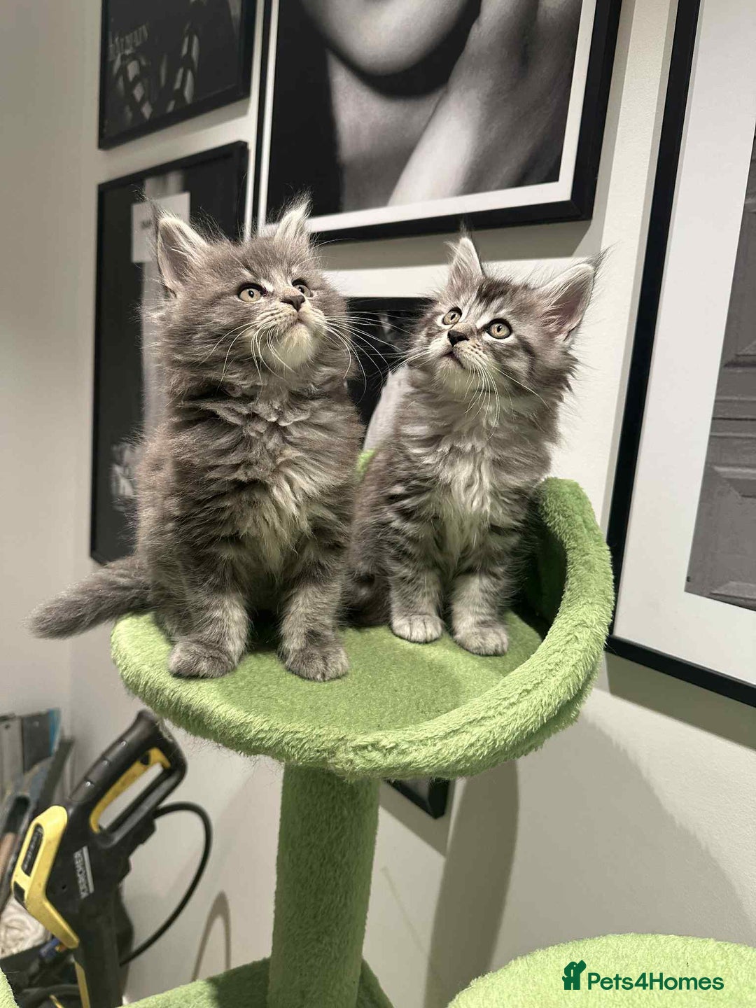 Maine Coon cats for sale: Stunning Mainecoon Kittens - Image 20