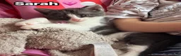 Mixed Breed cats for sale:  Beautiful cuddly kittens  - Advert 25