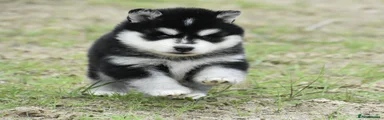Pomsky 4