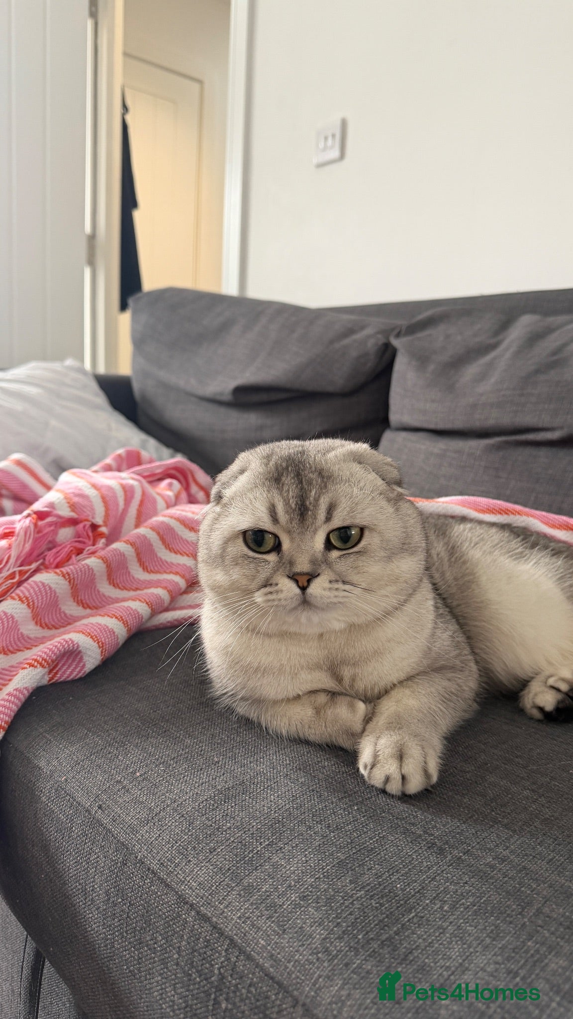 Scottish Fold cats Beautiful Scottish Fold Male Cat for Sale - Advert 1