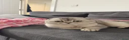 Scottish Fold cats for sale: Beautiful Scottish Fold Male Cat for Sale in Oldbury - Advert 1