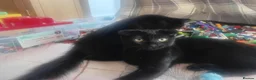 Russian Blue cats for sale: Uniqe russian blue/scottish fold mix - Advert 23