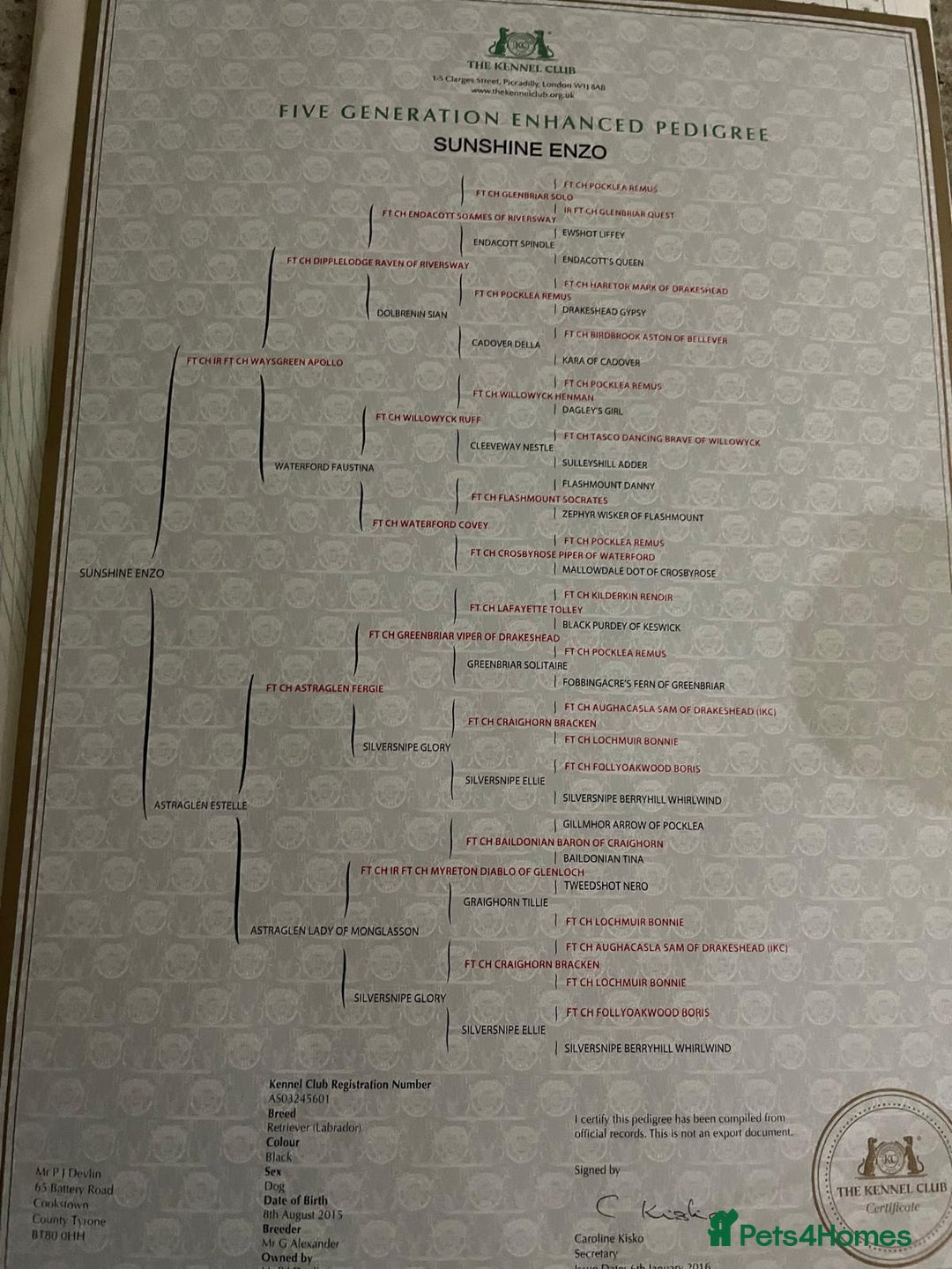 Labrador Retriever dogs for sale: Labrador Pups  - Advert 7