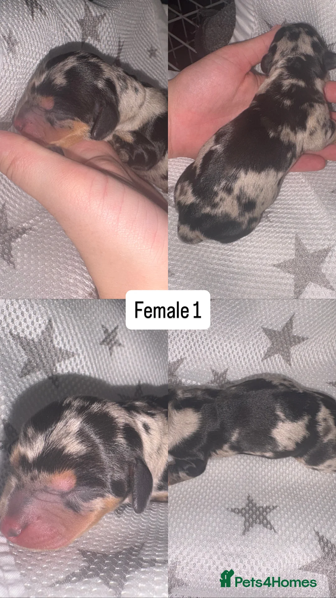 Dachshund dogs for sale: Dachshund puppies  - Advert 2