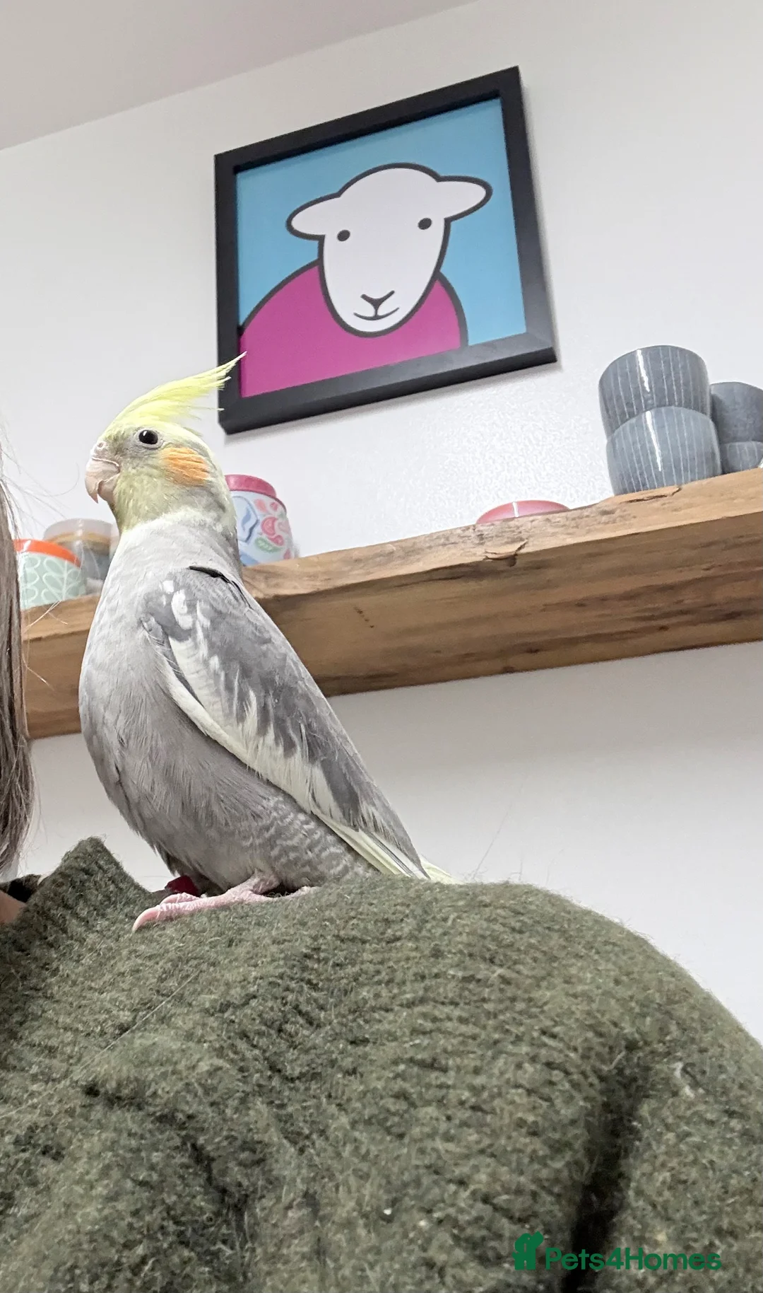 Cockatiels birds for sale: Ringed 10 month old male Cockatiel  in Stratford-upon-Avon - Advert 8