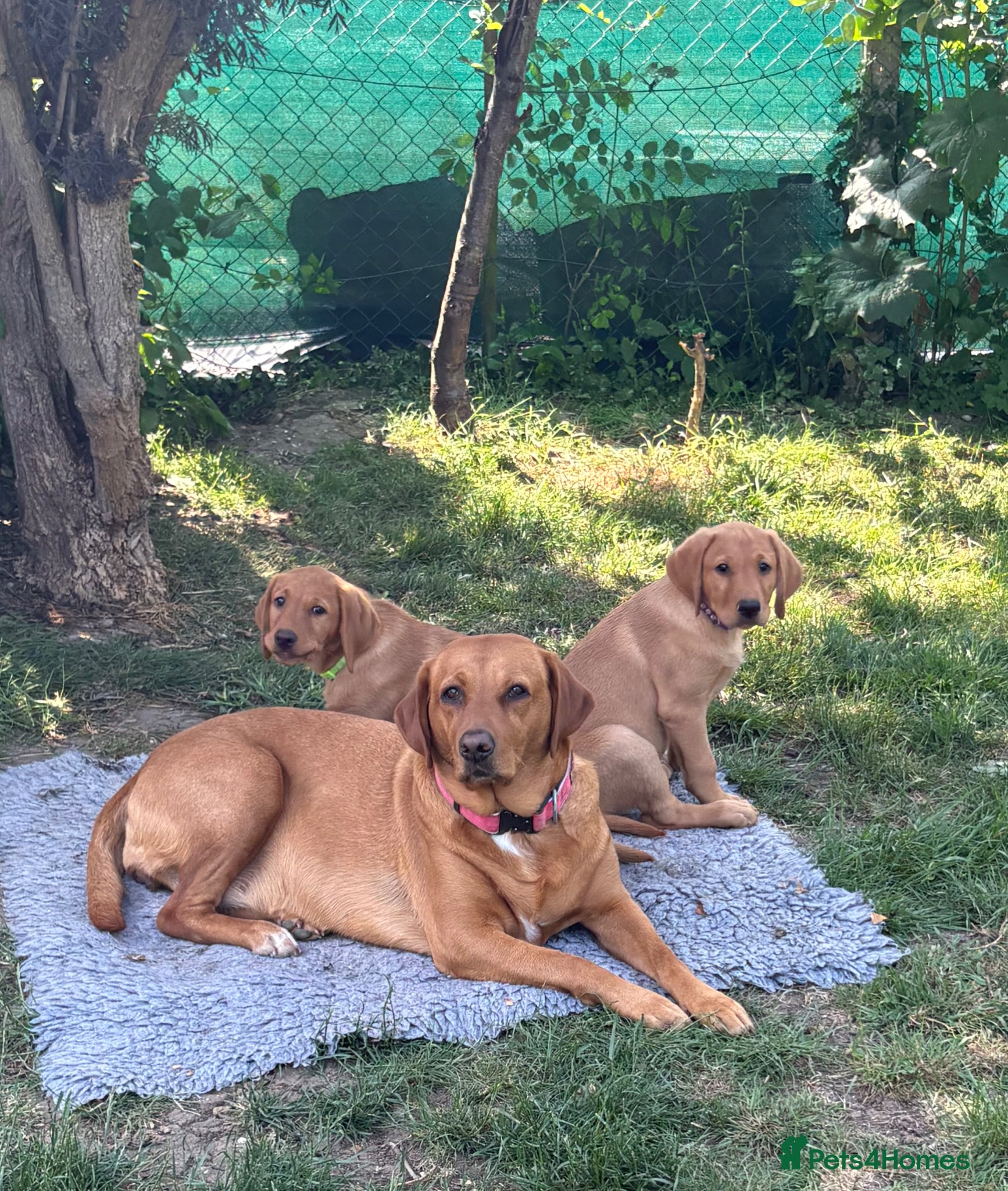 Labrador Retriever dogs READY NOW KC Registered Fox Red Labrador puppies - Advert 17
