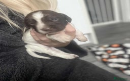 Cocker Spaniel dogs for sale: Cocker spaniel puppies 5 boys available  - Image 7