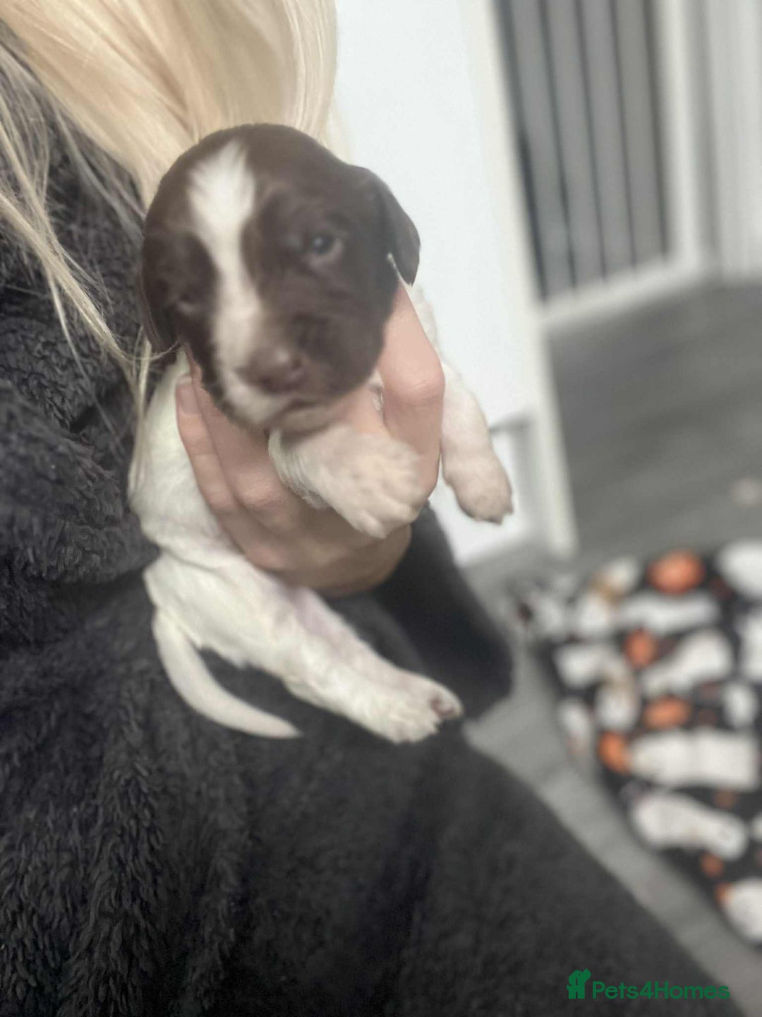 Cocker Spaniel dogs for sale: Cocker spaniel puppies 5 boys available  - Image 7