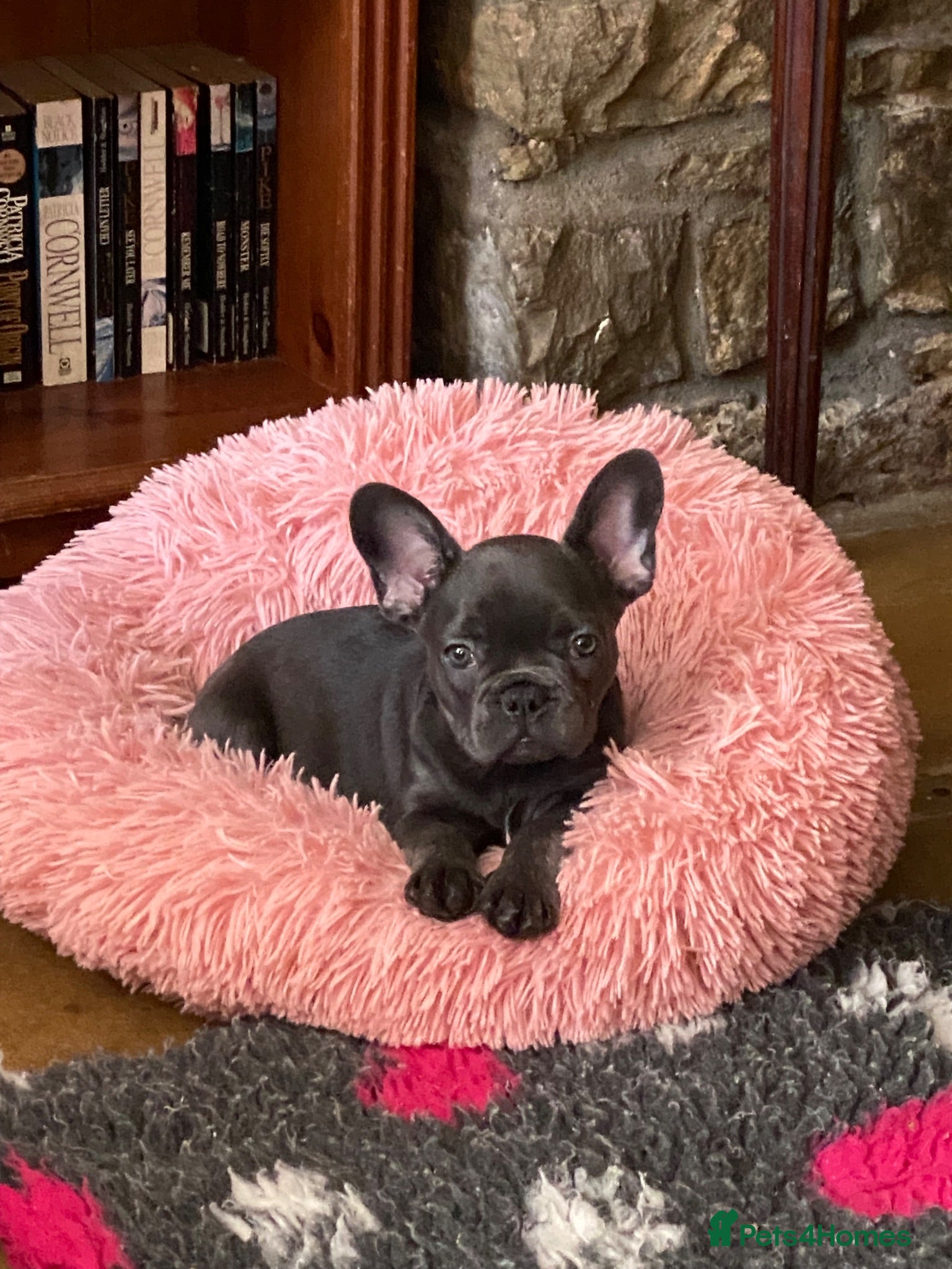 French Bulldog dogs Stunning healthy French bulldog pups - Advert 10
