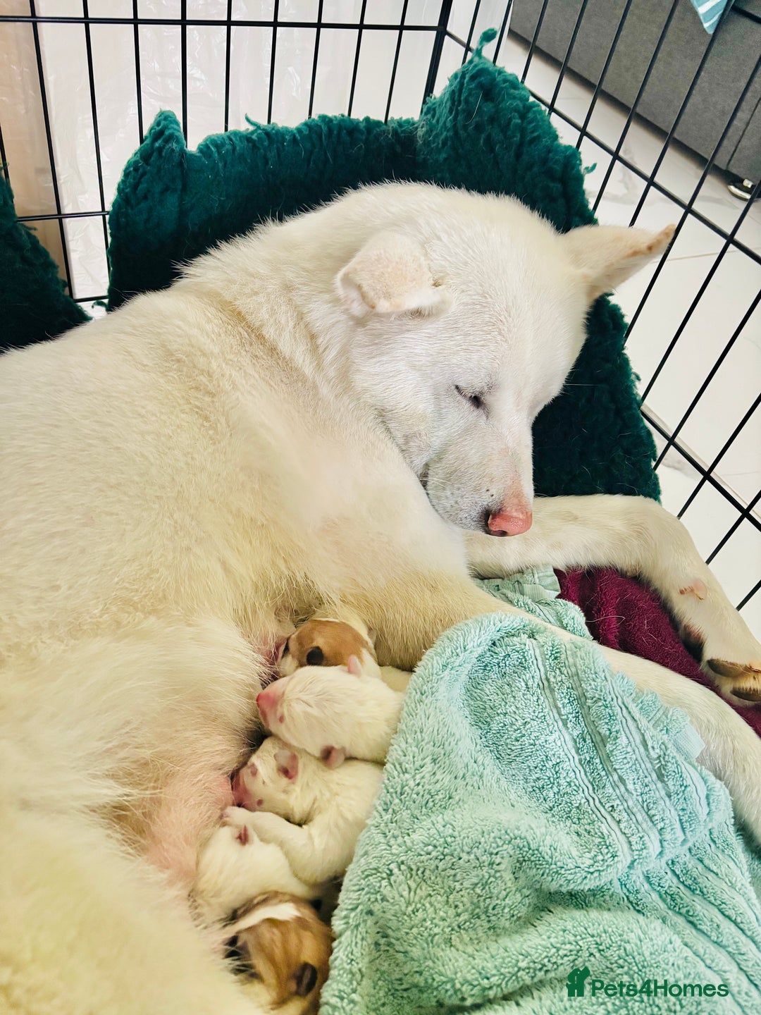 Japanese Akita Inu dogs for sale: Young Angel Akita & her Puppies for good homes 💜 - Advert 3