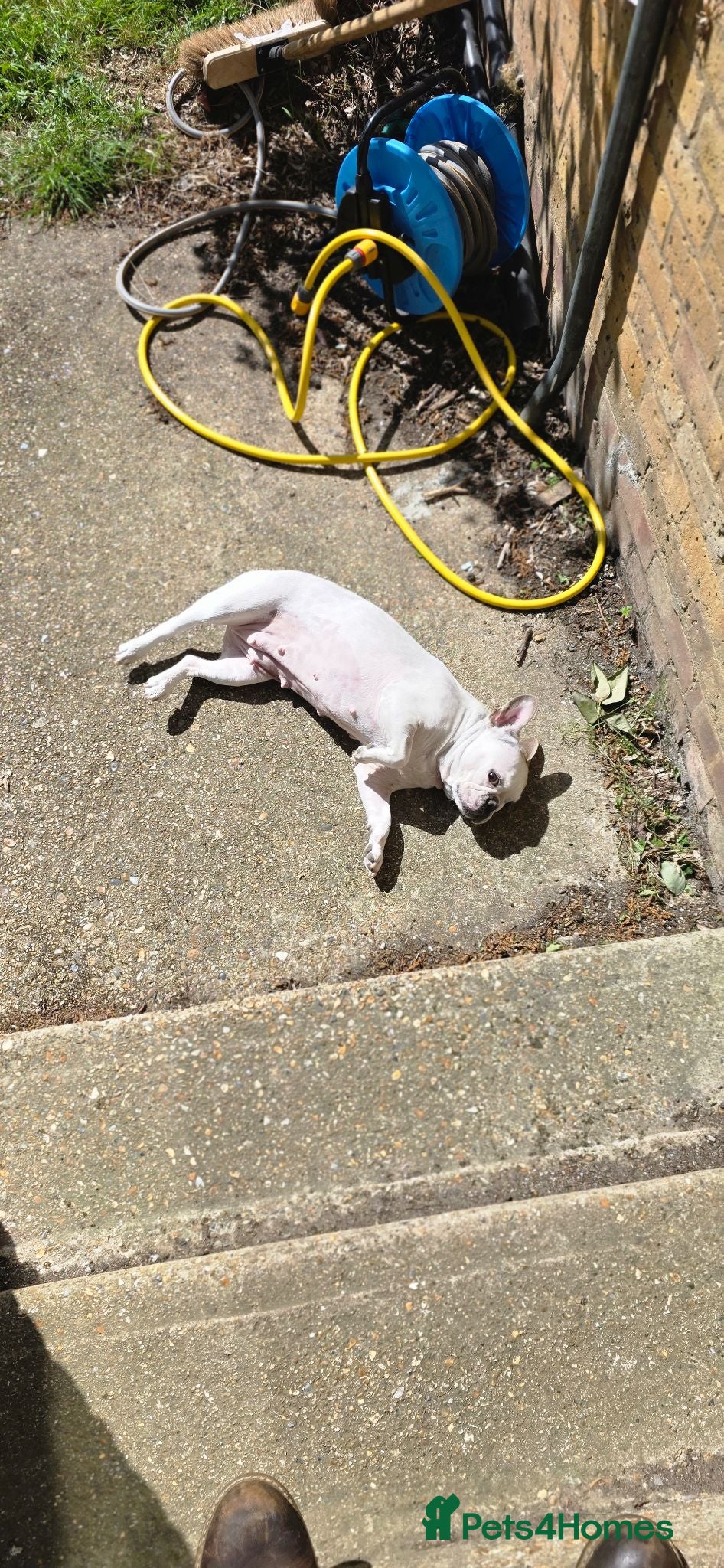 French Bulldog dogs Loving Affectionate Frenchie - Advert 1