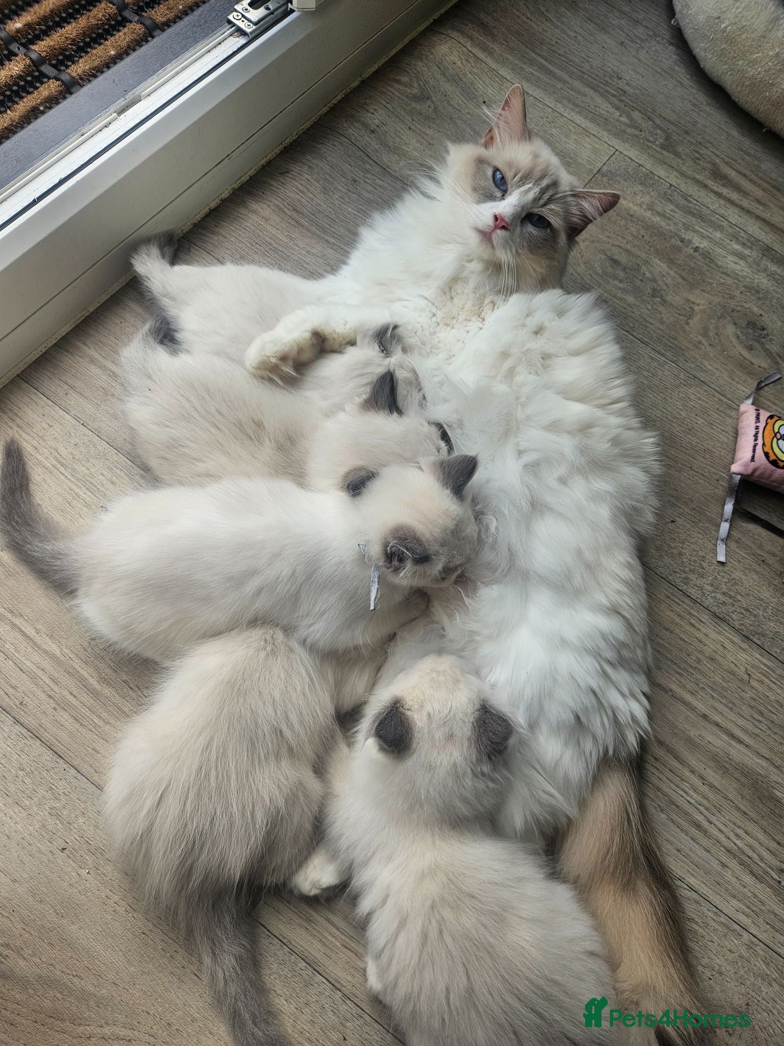Ragdoll cats 6 Ragdoll kittens READY NOW  - Advert 2