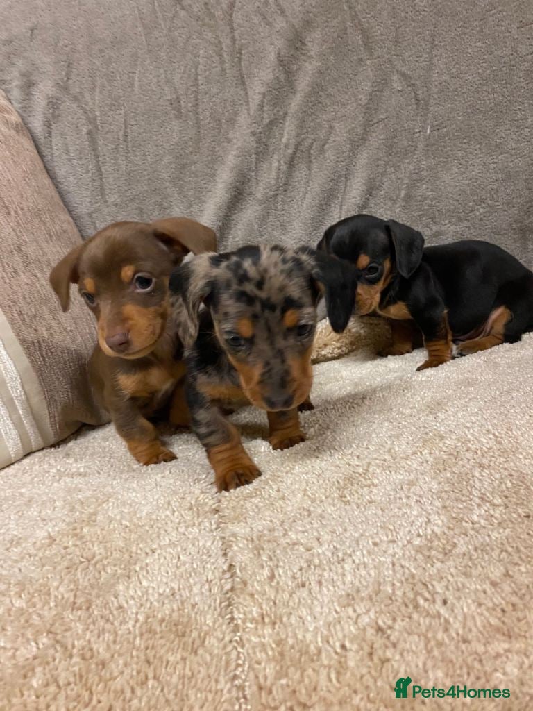 Miniature Dachshund dogs Miniature dachshund puppies for sale - Advert 1