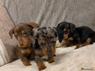 Miniature Dachshund dogs Miniature dachshund puppies for sale - Advert 1