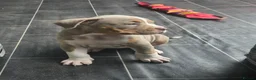 Olde English Bulldogge dogs for sale: Olde english bulldog - Advert 20