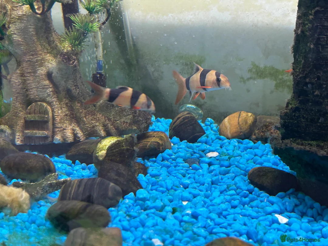 Loaches fish for sale: A collection of fish - Advert 2