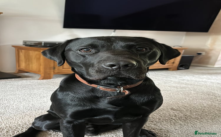 Labrador Retriever dogs - Advert 3