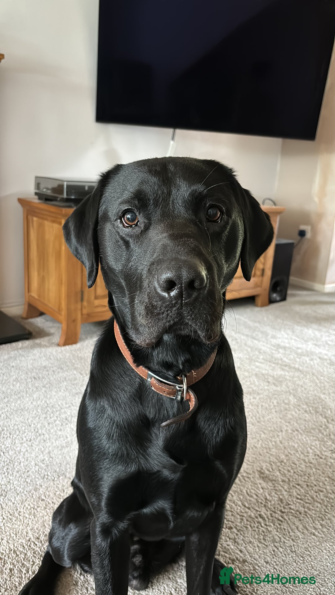 Labrador Retriever dogs for sale: Oscar KC Labrador for a new home - Image 1