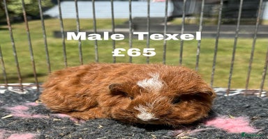 Guinea Pig rodents - Advert 6
