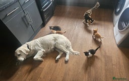 Mixed Breed cats for sale: Friendly Lovely Kittens  - Image 1