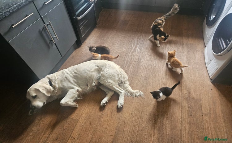 Mixed Breed cats - Advert 8
