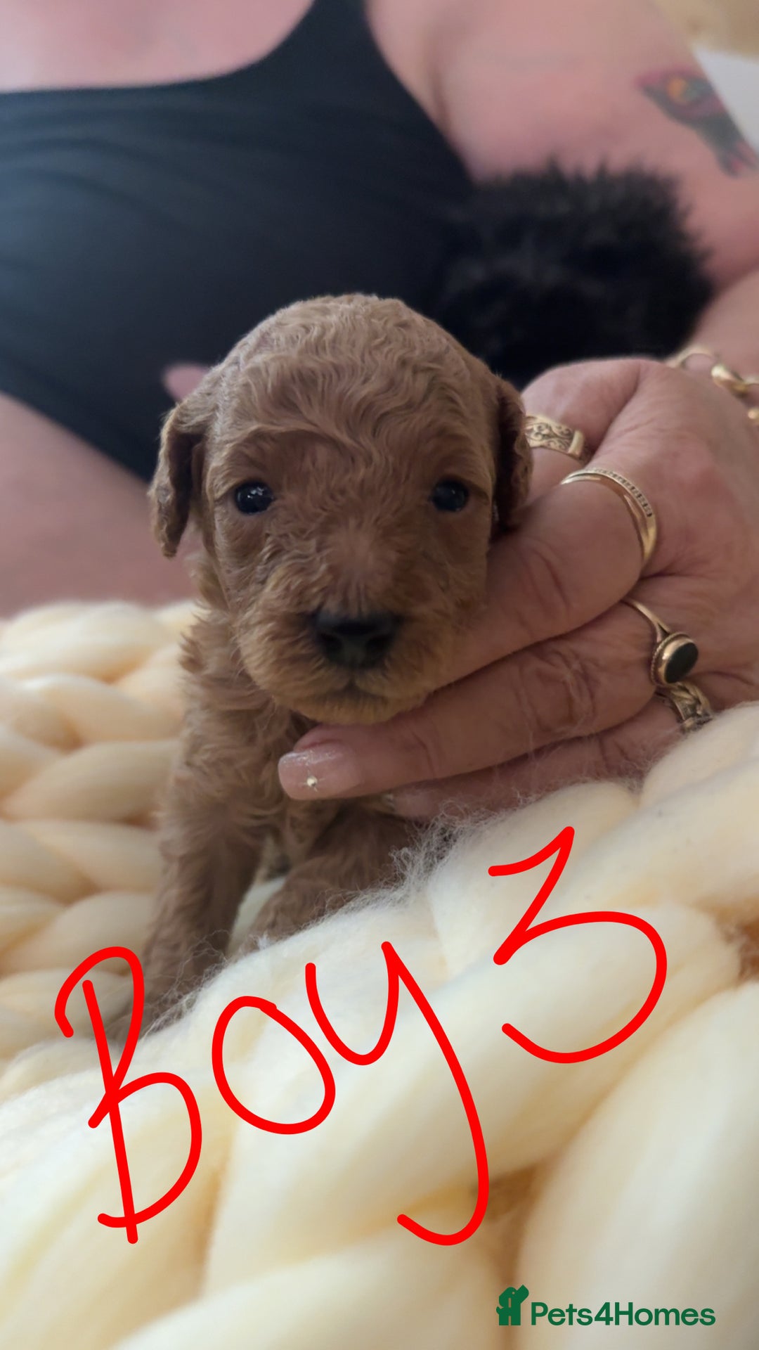 Toy Poodle dogs for sale: Toy poodles for sale  - Image 5