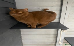 British Shorthair cats for sale: Champion Line British Shorthair Kittens - Image 36