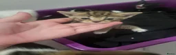 Domestic Shorthair cats for sale: 3 beautiful kittens in York - Advert 3