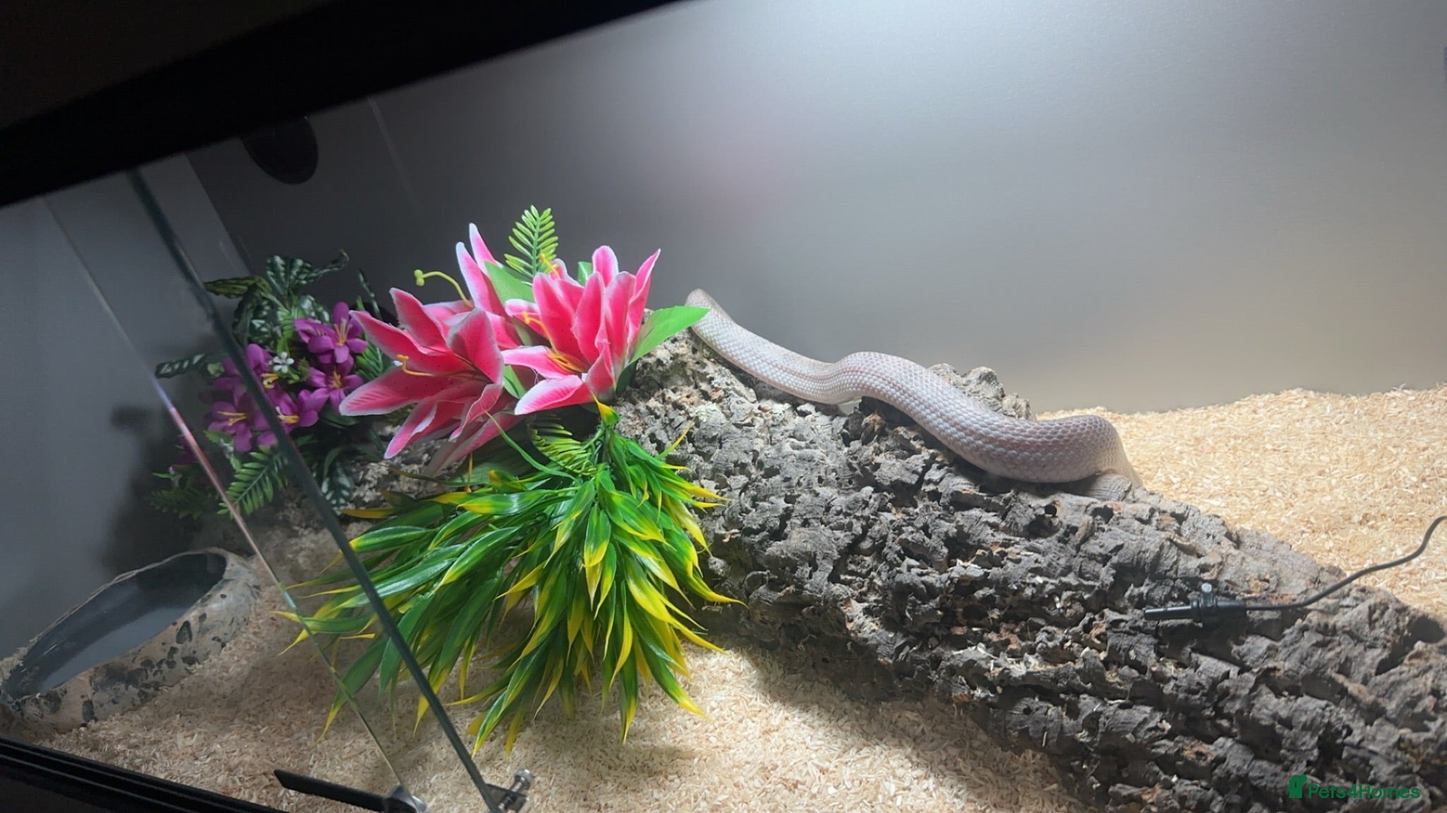 Corn Snake reptiles Corn snake - Advert 1