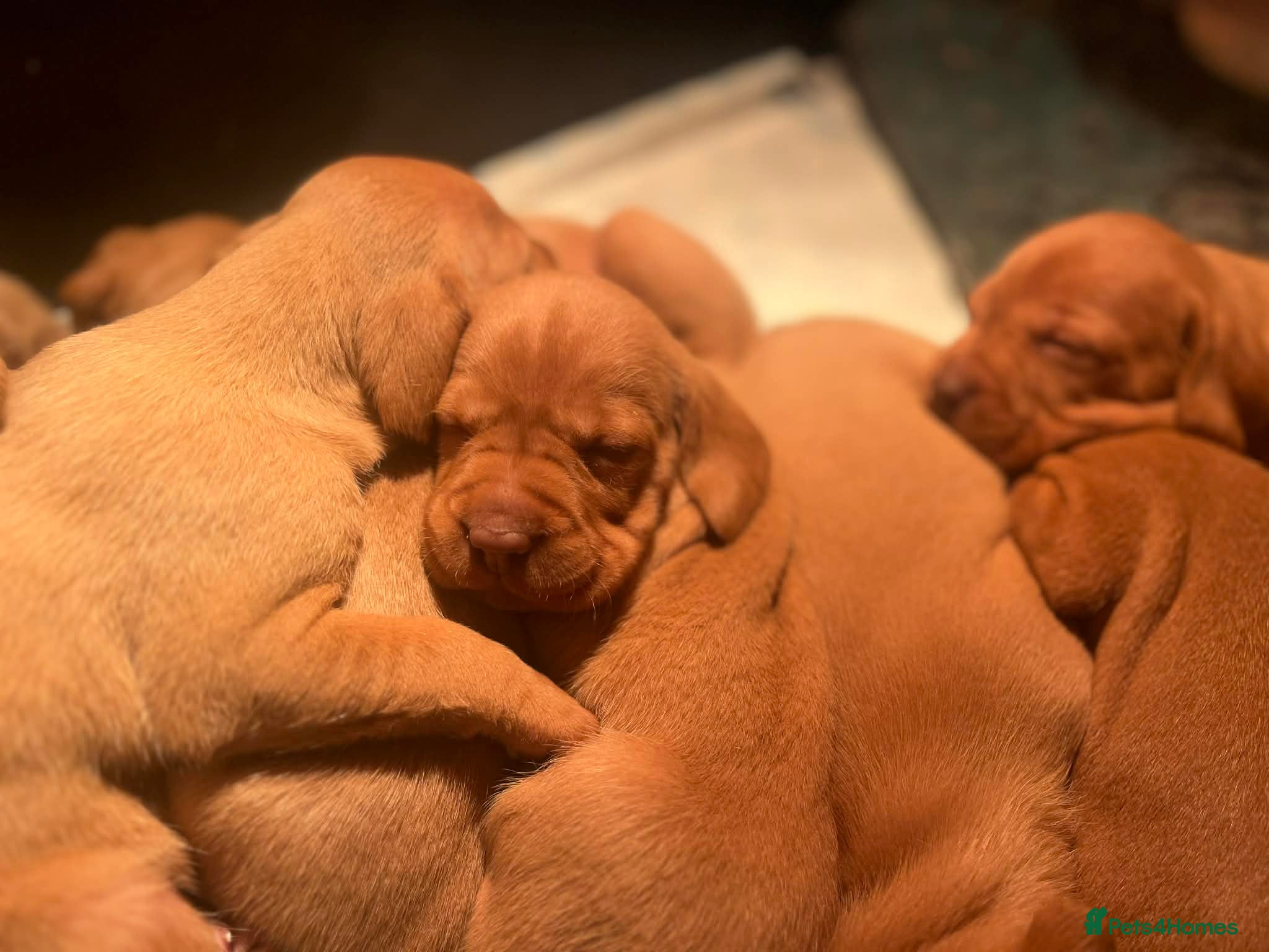 Hungarian Vizsla dogs Beautiful KC Red Hungarian Vizsla Puppies - Advert 4